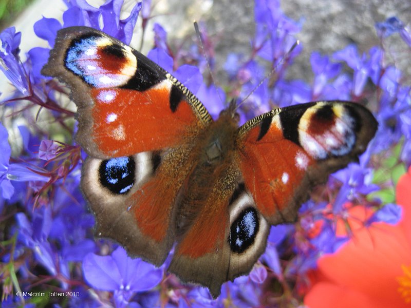 Peacock butterfly.jpg
